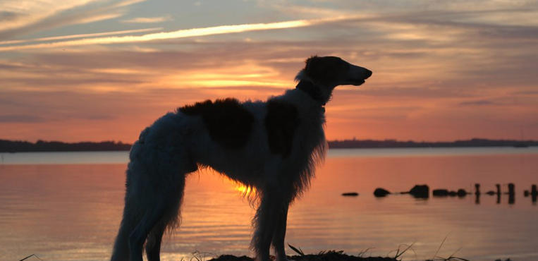 Borzoi Breed Spotlight
