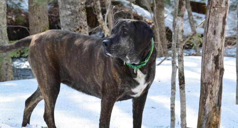 Plott Hound Breed Overview
