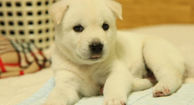 Korean Jindo Dog Breed Facts
