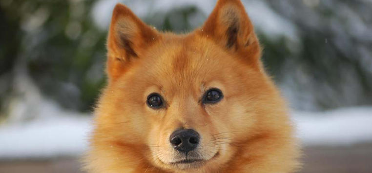 Finnish Spitz Breed Facts
