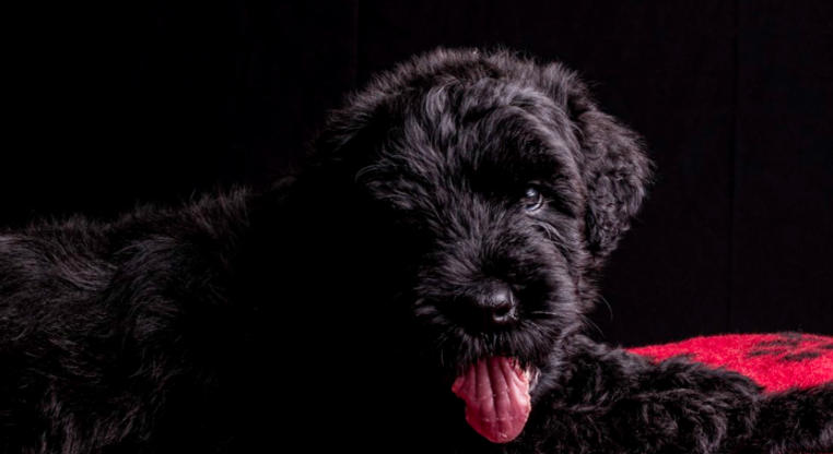 Black Russian Terrier Overview