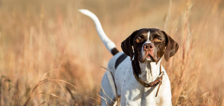 Pointer Dog Breed Spotlight