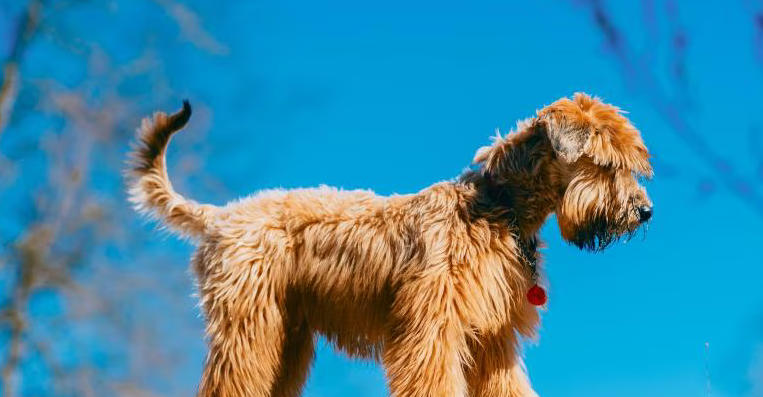 Soft Coated Wheaten Terrier Facts