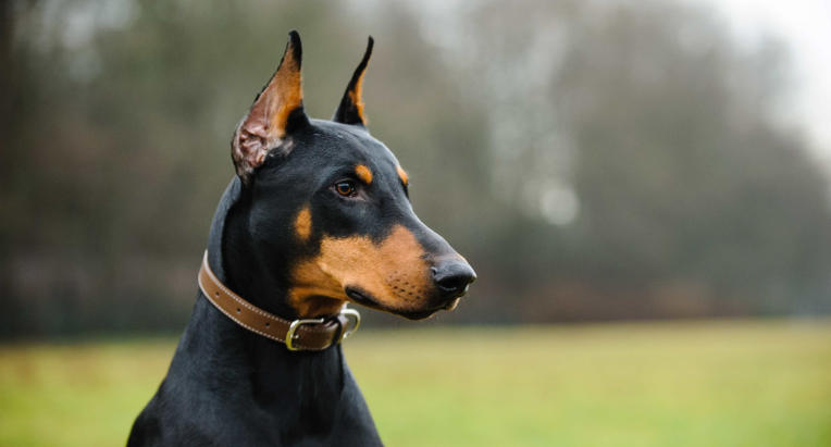 Doberman Pinscher Breed Guide