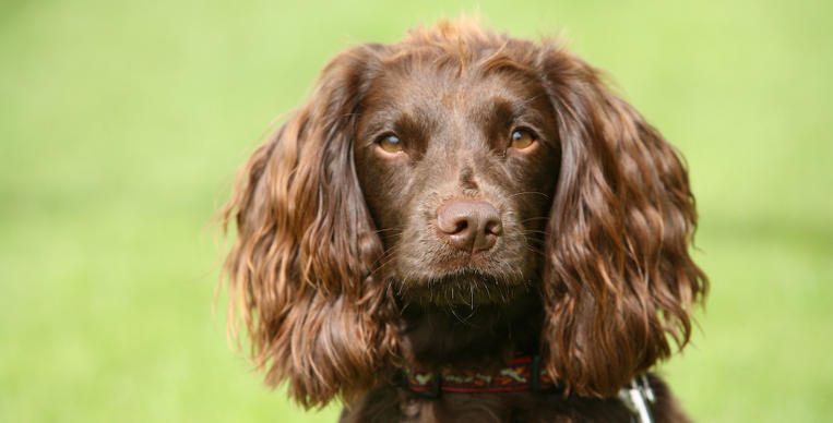 English Springer Spaniel Spotlight