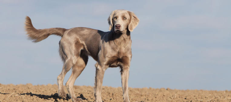 Weimaraner Breed Facts