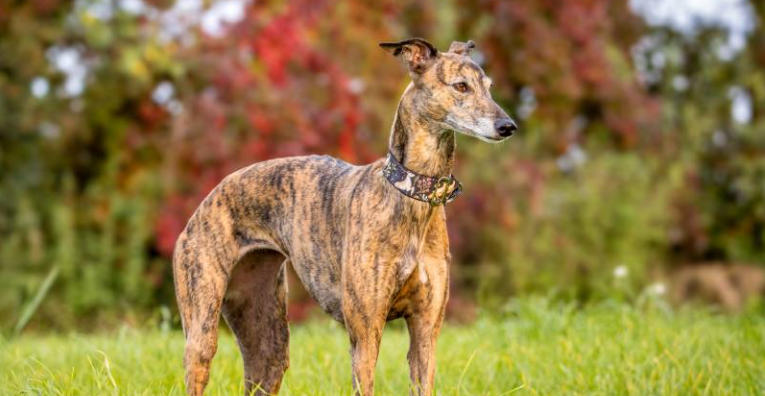 Whippet Breed Spotlight