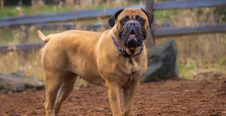 Bullmastiff Breed Profile
