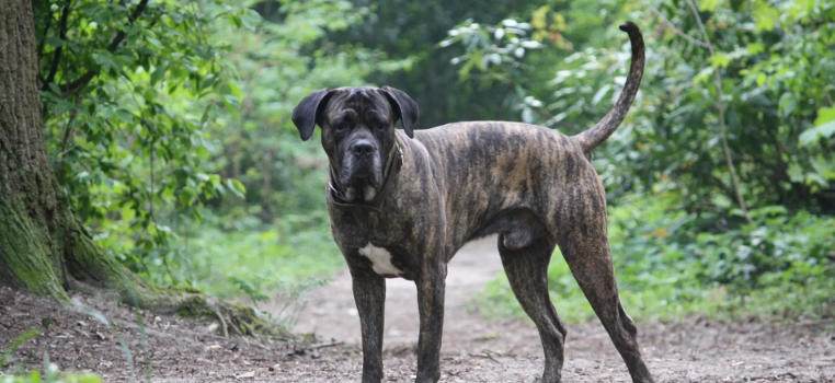 Cane Corso Breed Spotlight