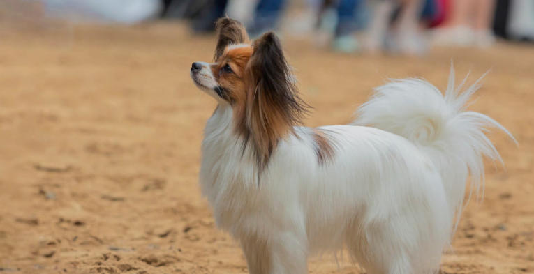 Lhasa Apso Breed Guide