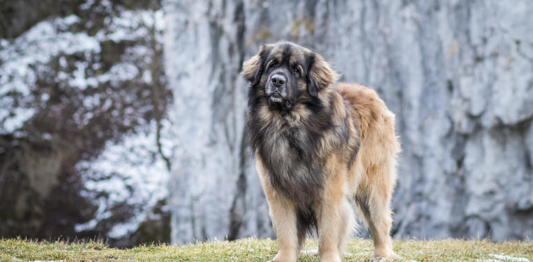 Leonberger Breed Facts