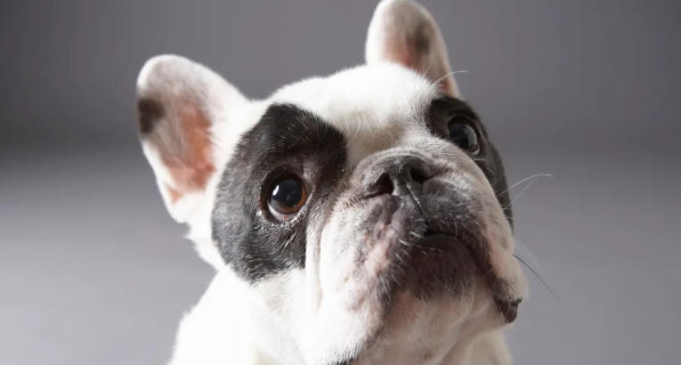 Bulldog Breed Insights