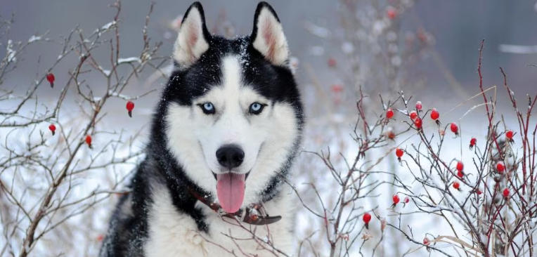Siberian Husky Breed Basics
