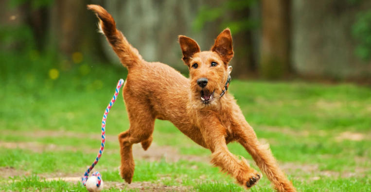 Irish Terrier Breed Overview