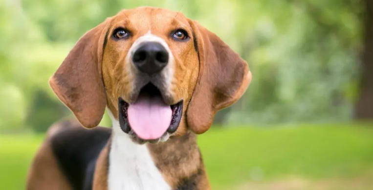 American Foxhound Breed Profile