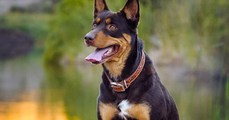 Working Kelpie Breed Essentials