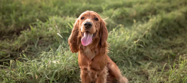 Cocker Spaniel Breed Overview