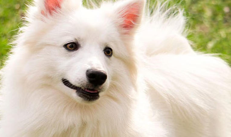 American Eskimo Dog Breed Guide
