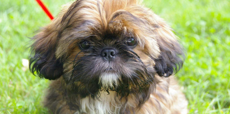 Shih Tzu Breed Introduction