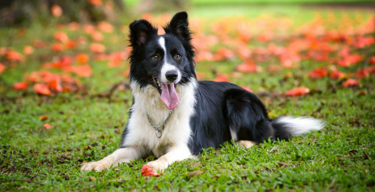 Border Collie Breed Facts