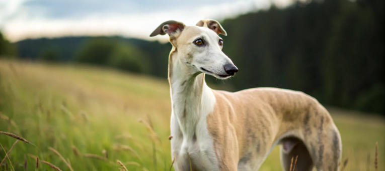 Greyhound Breed Basics