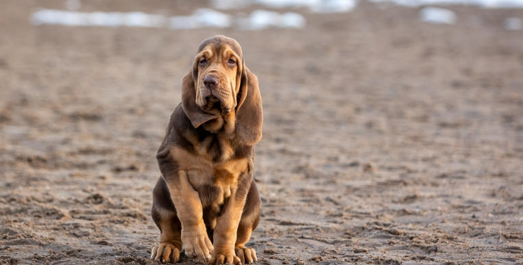 Bloodhound Breed Characteristics