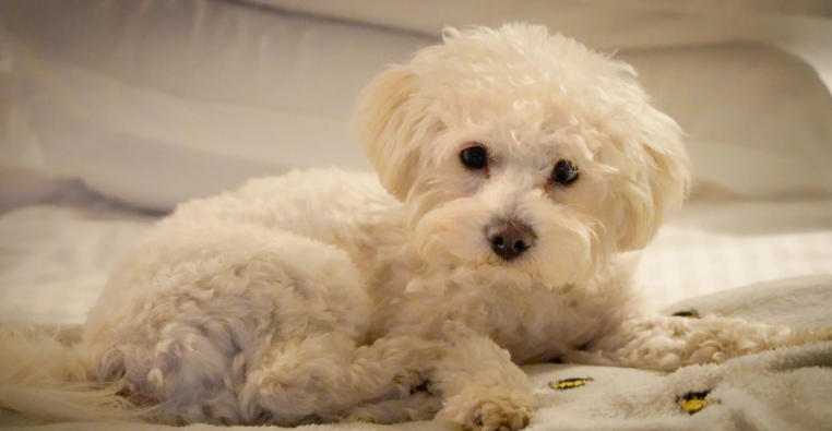 Bichon Frise Breed Essentials