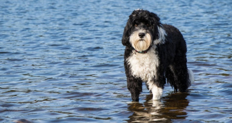 Portuguese Water Dog Spotlight