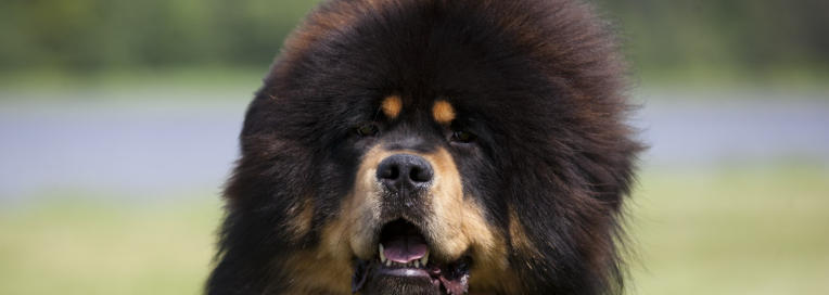 Tibetan Mastiff Breed Spotlight