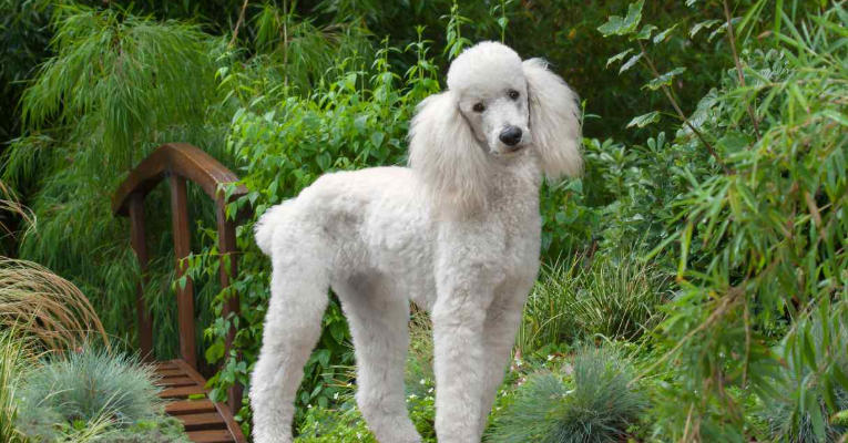 Poodle Breed Guide
