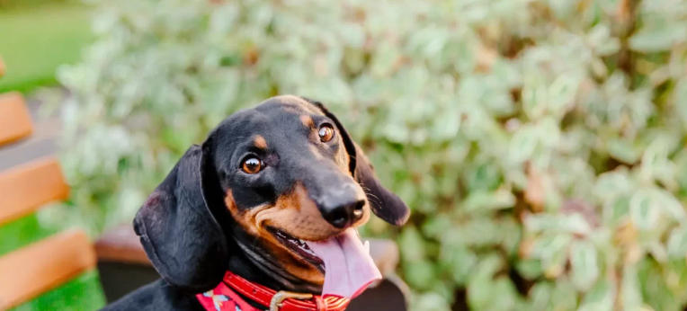 Dachshund Breed Spotlight