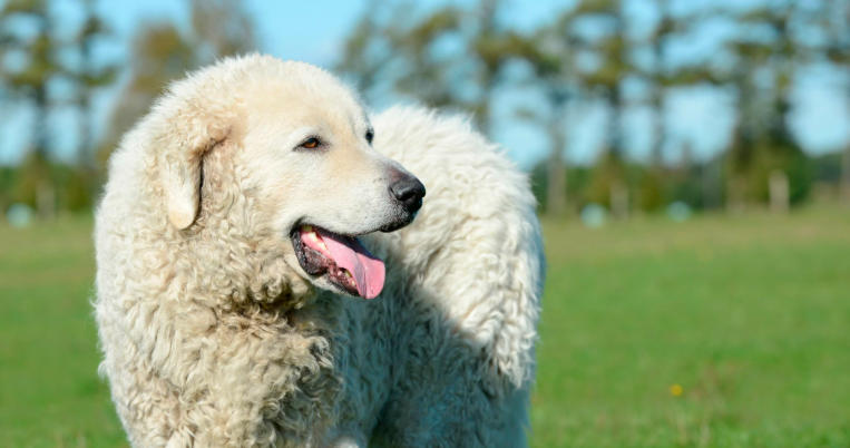 Kuvasz Breed Insights