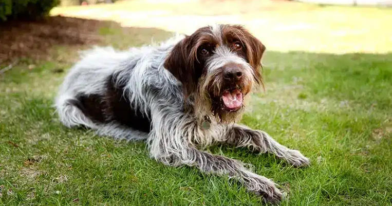 Wirehaired Pointing Griffon Spotlight