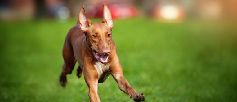 Pharaoh Hound Breed Spotlight