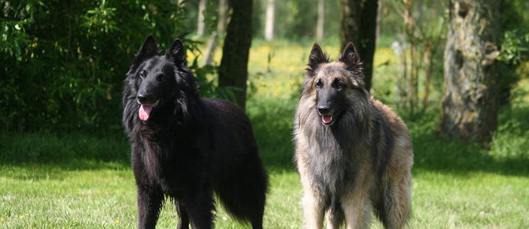 Belgian Tervuren Breed Facts