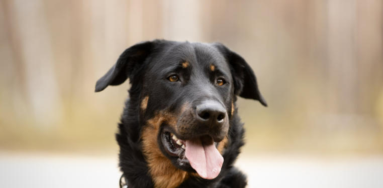 Beauceron Breed Essentials