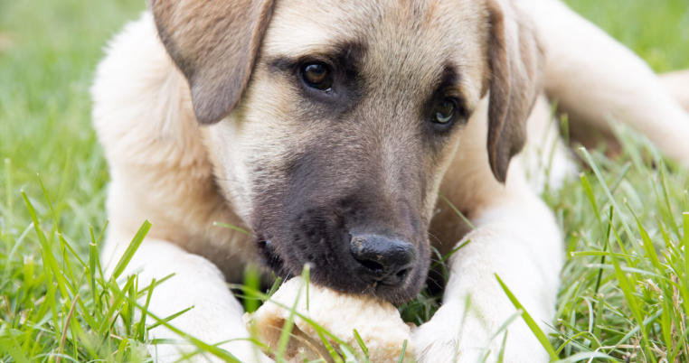 Anatolian Shepherd Breed Profile