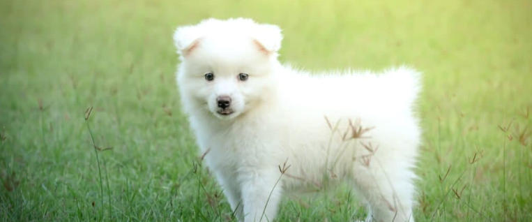 Japanese Spitz Breed Overview