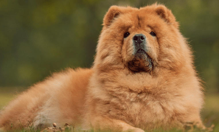 Chow Chow Breed Spotlight
