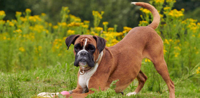 Boxer Dog Breed Overview