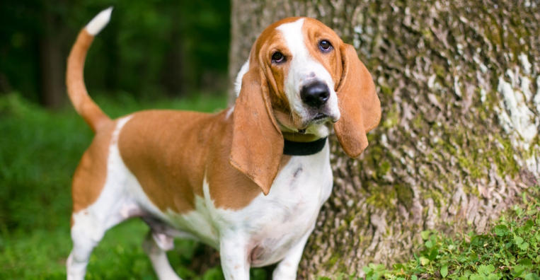 Basset Hound Breed Profile
