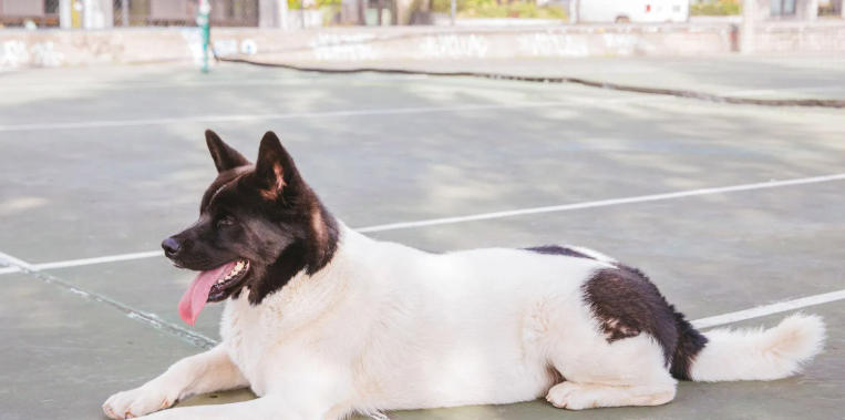 Akita Breed Spotlight