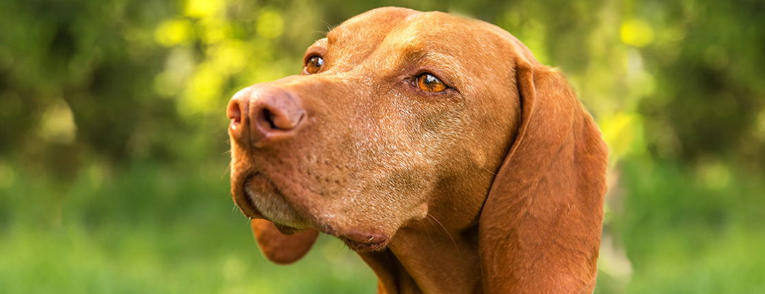 Vizsla Breed Overview