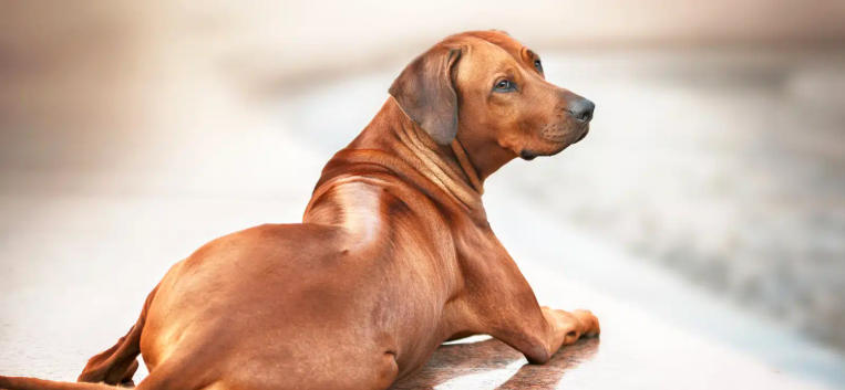 Rhodesian Ridgeback Breed Overview