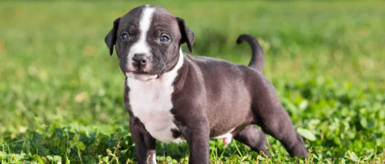 American Staffordshire Terrier Overview