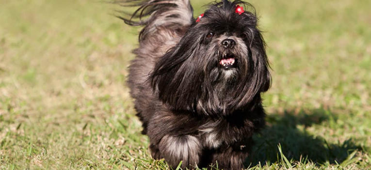 Papillon Breed Overview