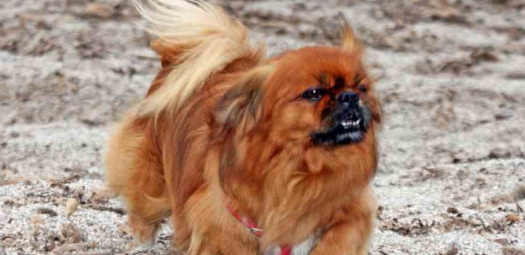 Tibetan Spaniel Breed Essentials