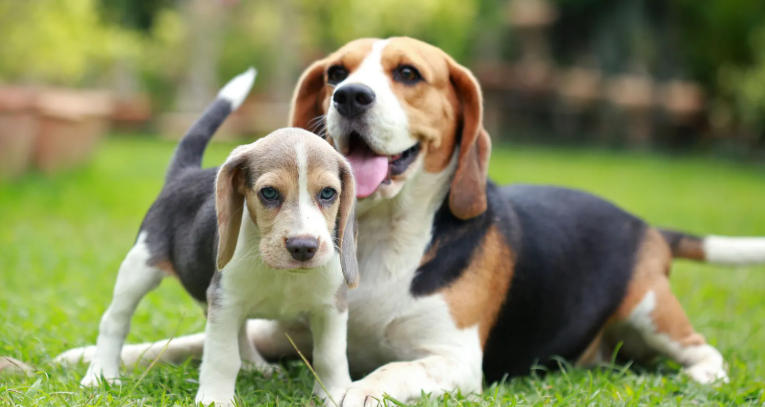 Beagle Breed Characteristics