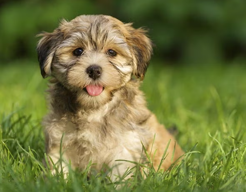 Havanese Breed Overview