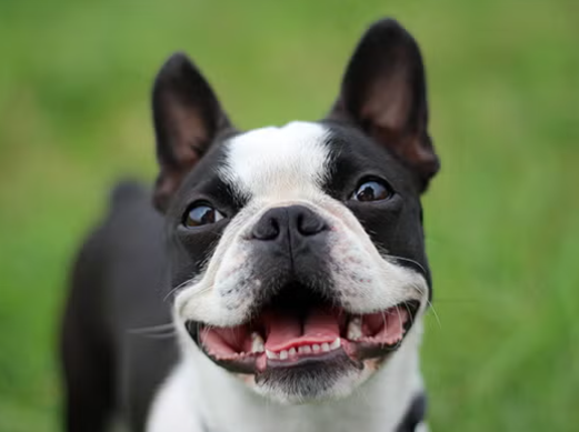 Boston Terrier Breed Facts